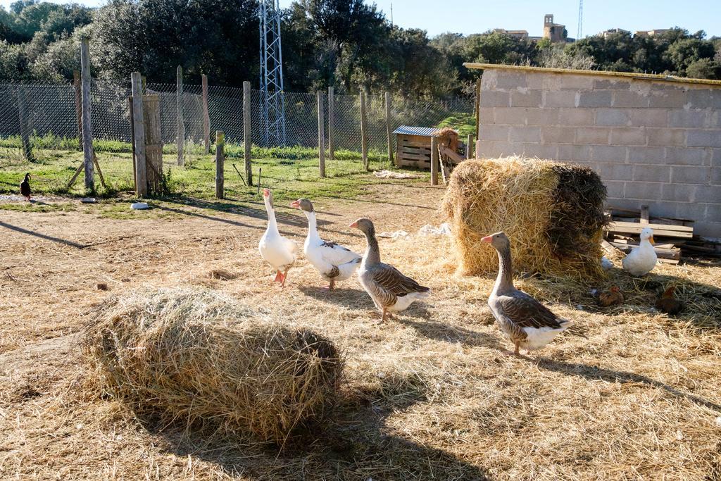 Casa de camp Barnosell - Els Masos D'en Coll