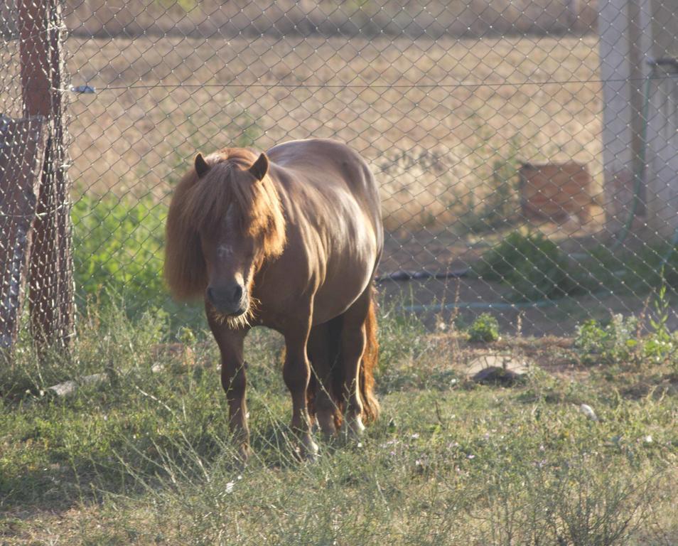 Barnosell - Els Masos D'en Coll Country house
