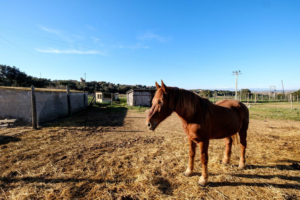 Barnosell - Els Masos D'en Coll Casa de Campo